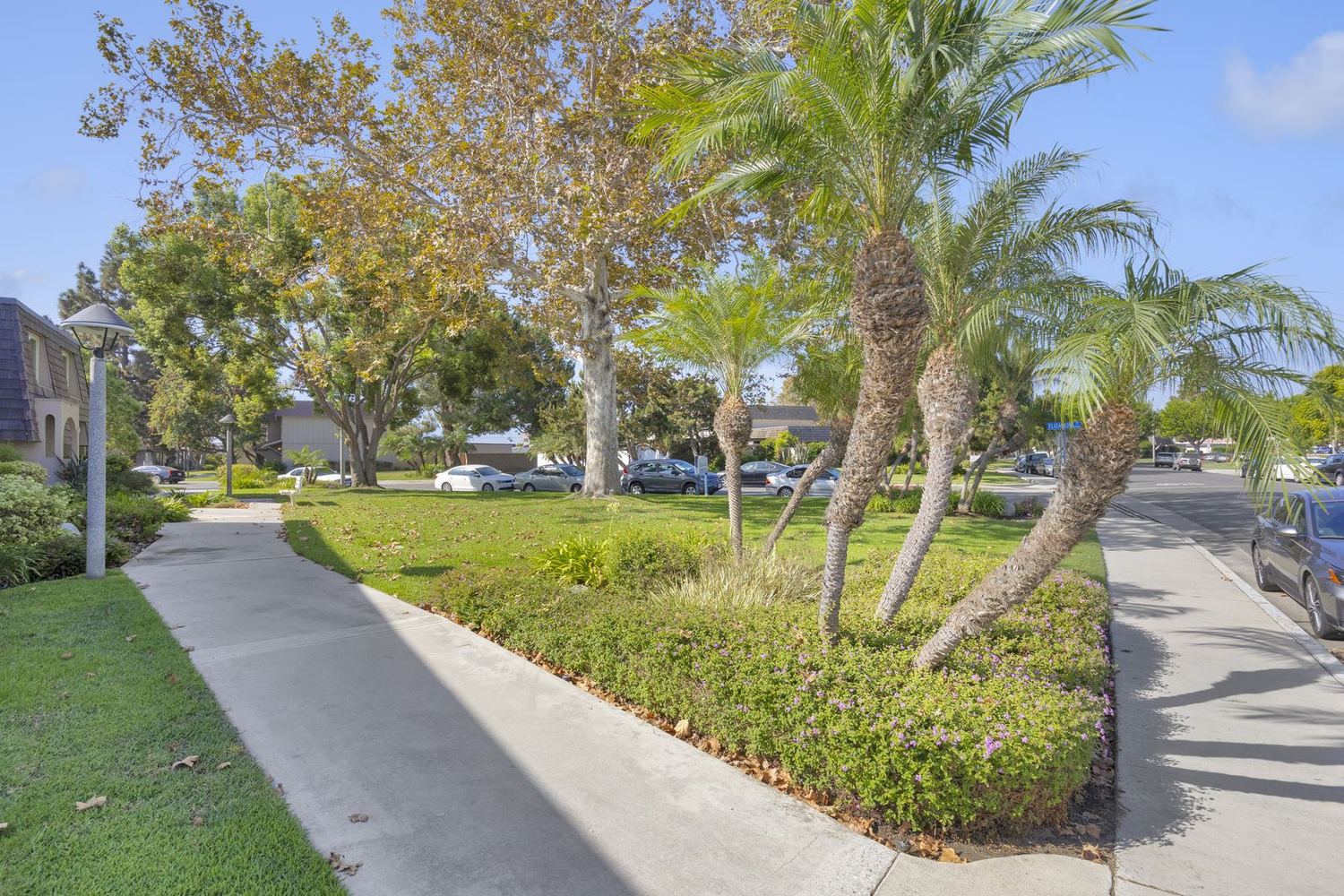 Queen palms and clipped hedges along a walkway beside the lawn